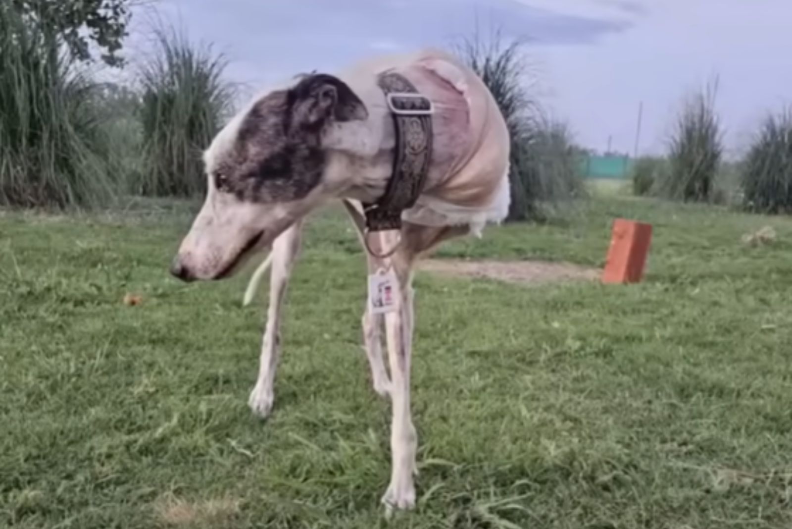 greyhound with three paws