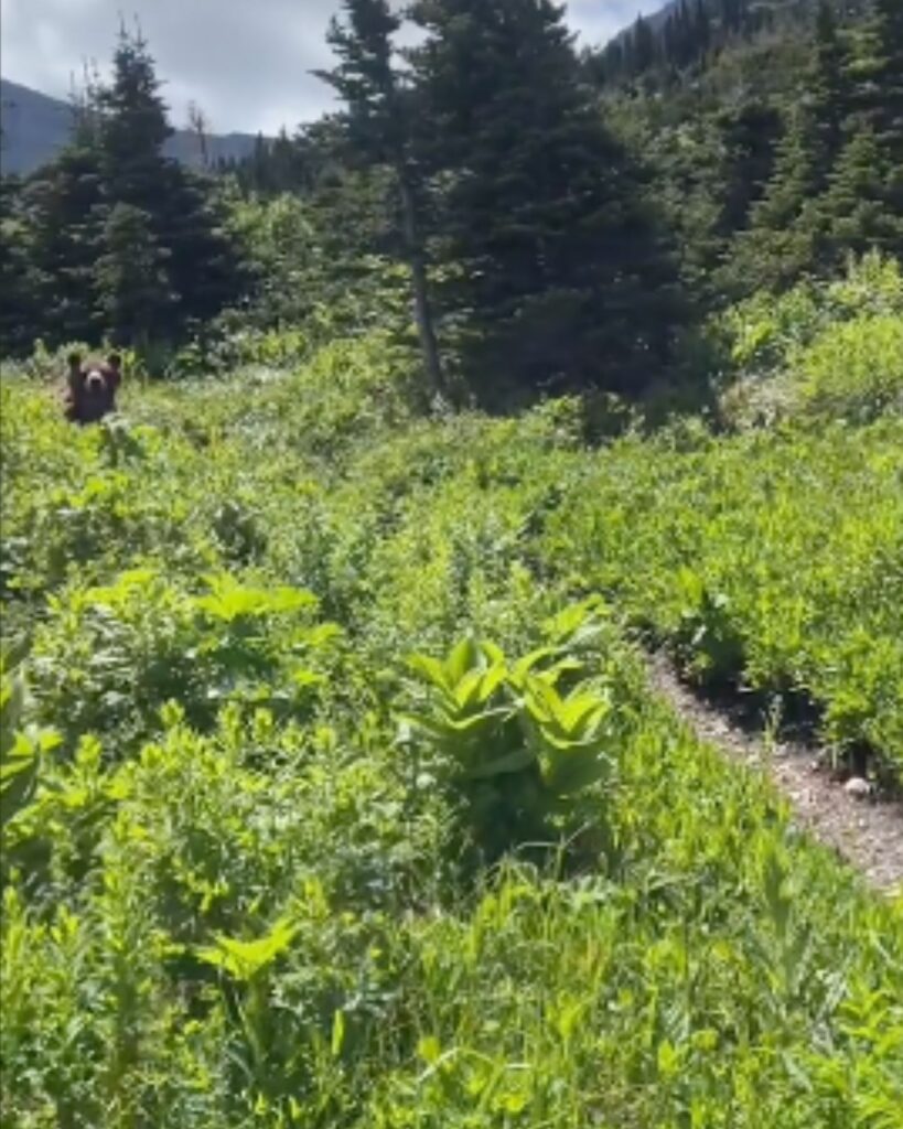 grizzlies in the forest