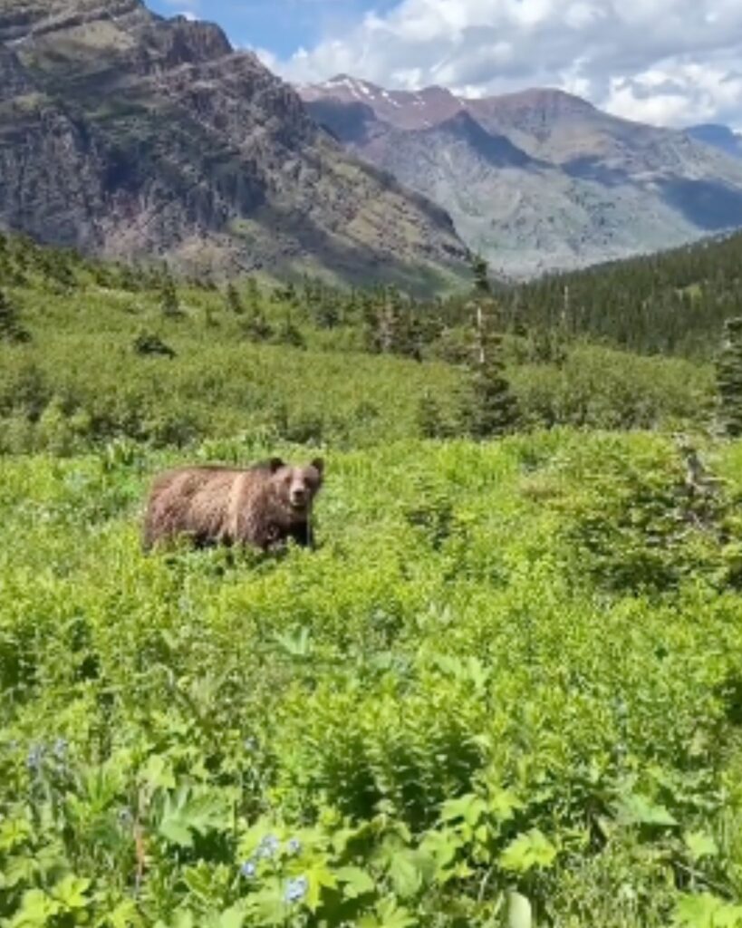 grizzly bear walks in the forest