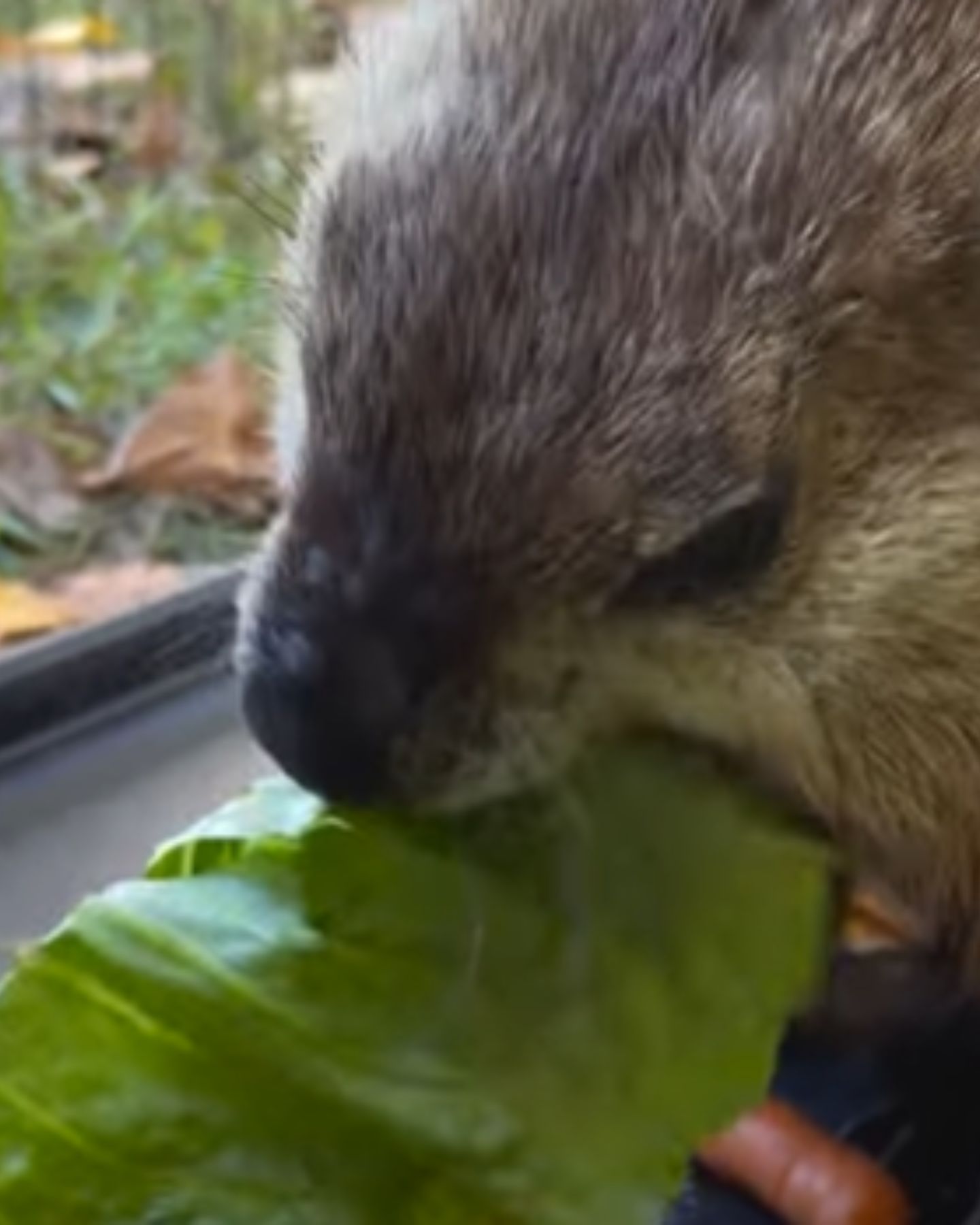 groundhog eating a leaf