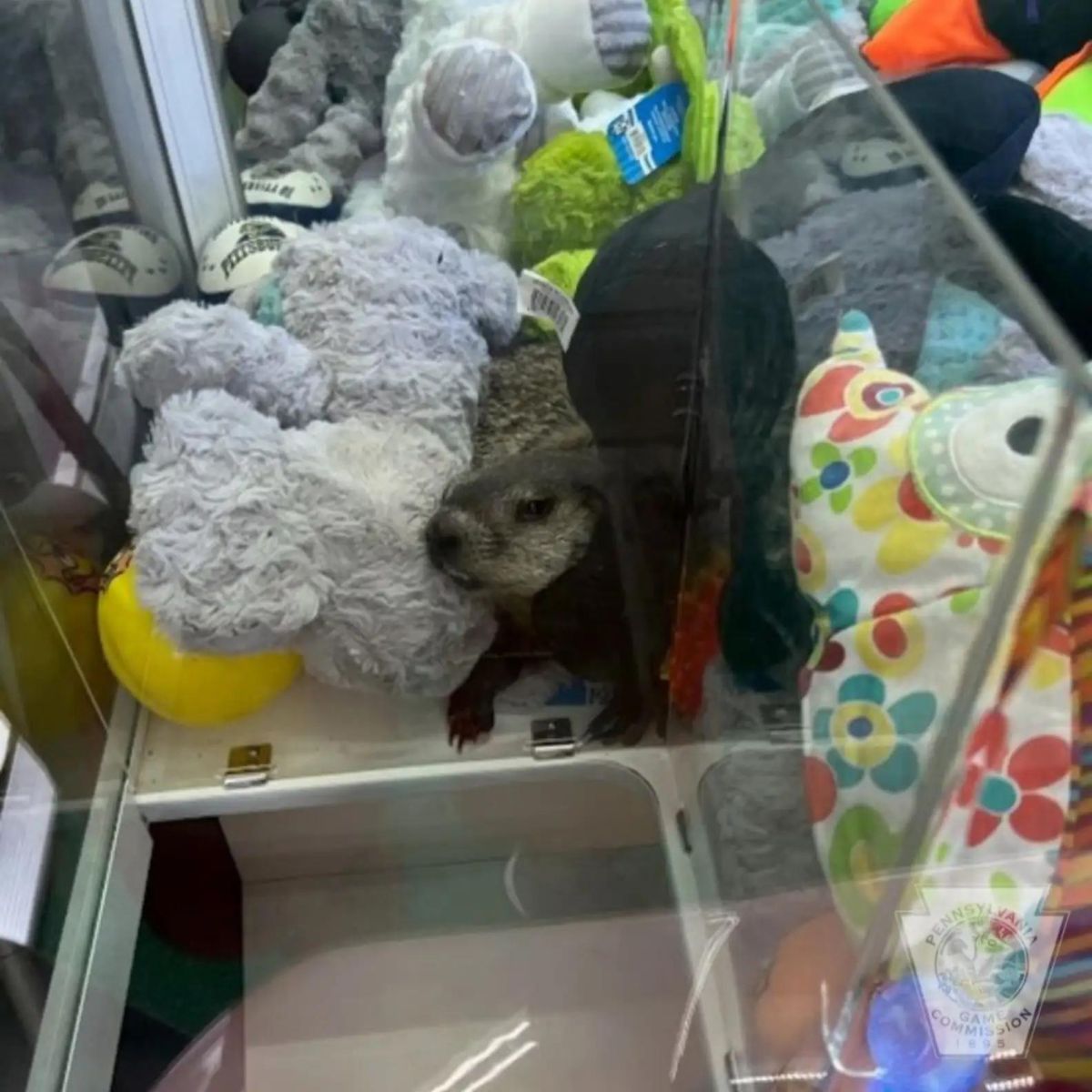 groundhog in claw machine