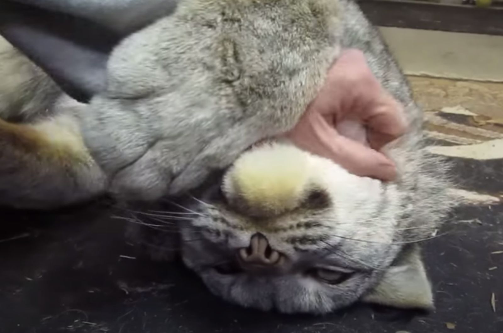 hand petting a cat