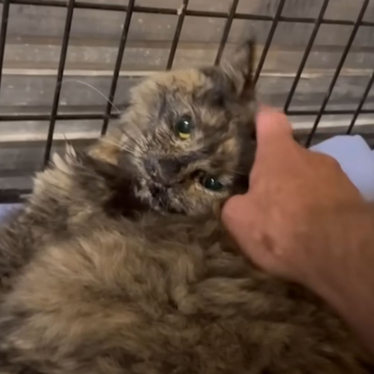 hand petting the cat