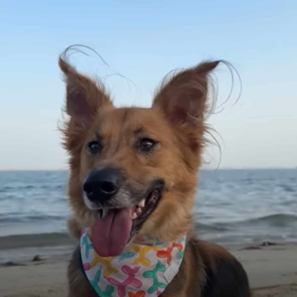 happy dog on the beach