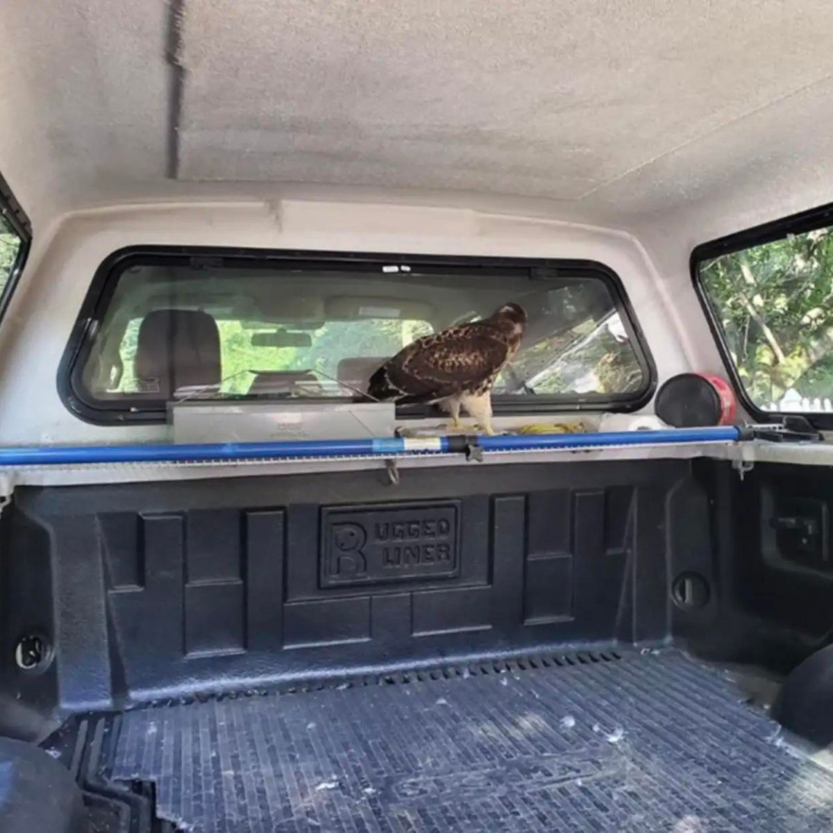 hawk at the back of the truck