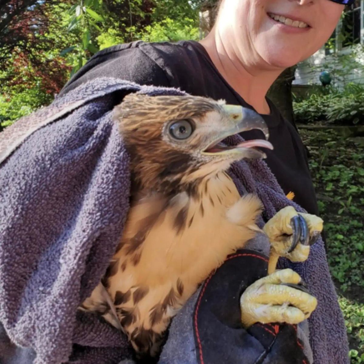 hawk wrapped in a towel