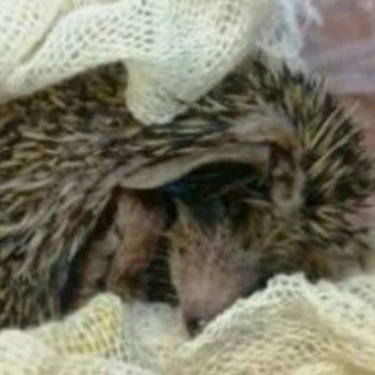 hedgehog under the blanket