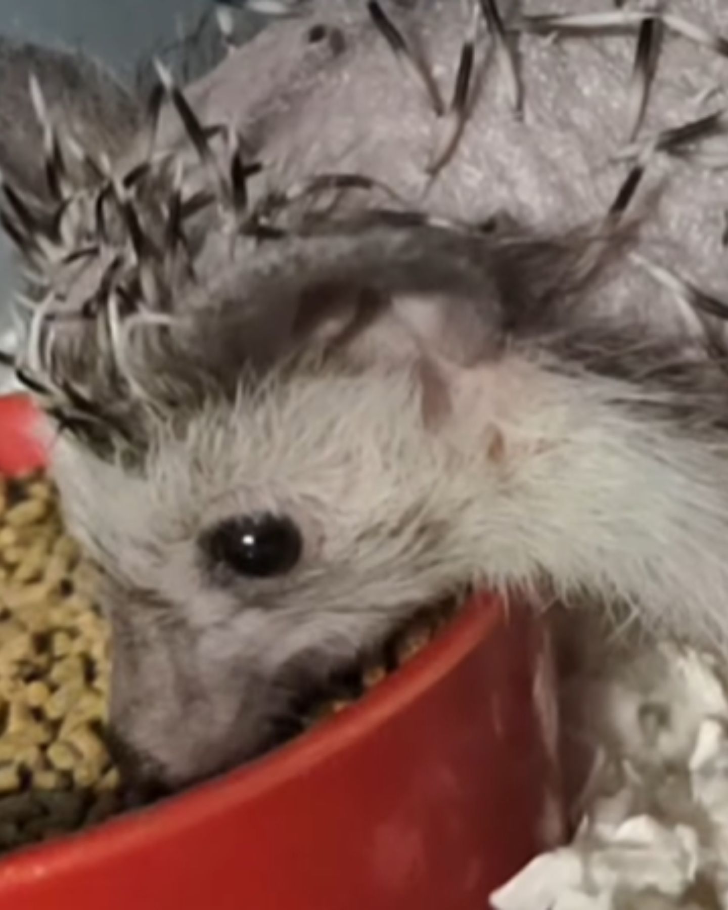 hedgehog eating