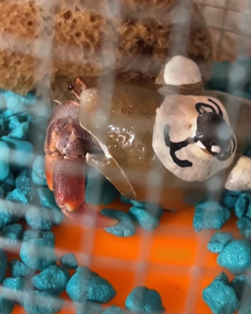 hermit crabs in a cage