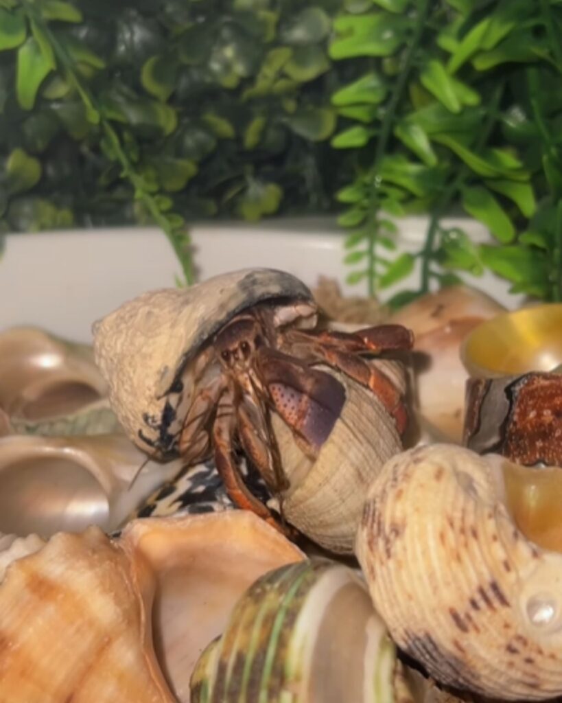 hermit crabs in a white pot