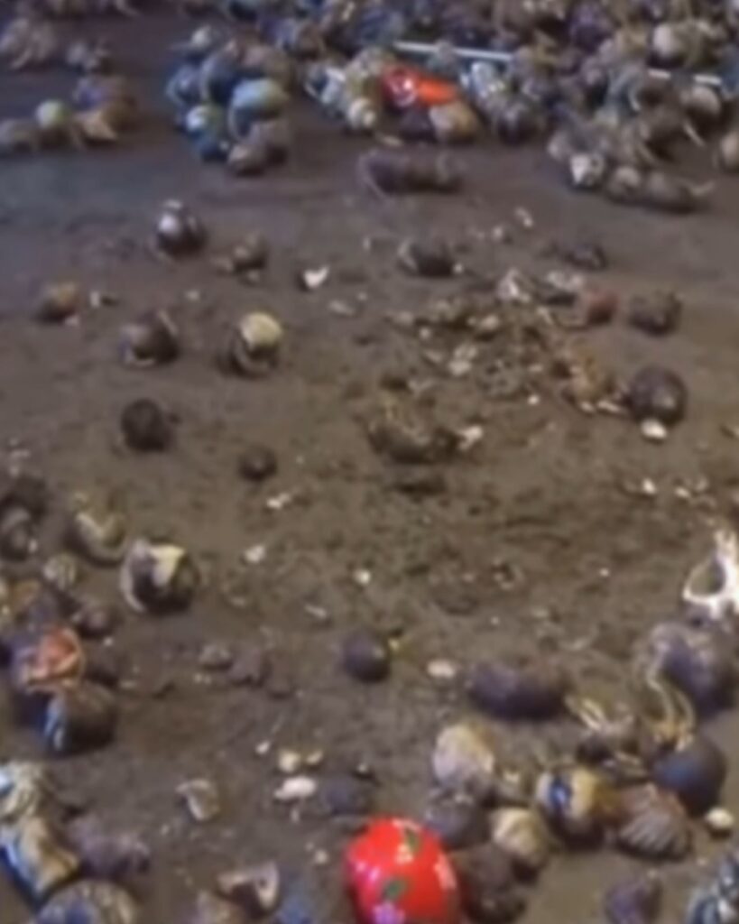 hermit crabs on land