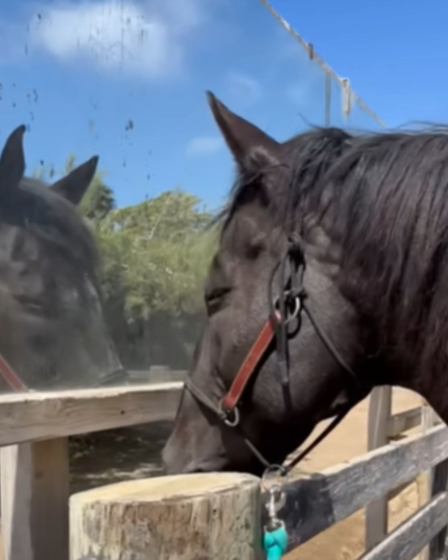 horse in front of mirror