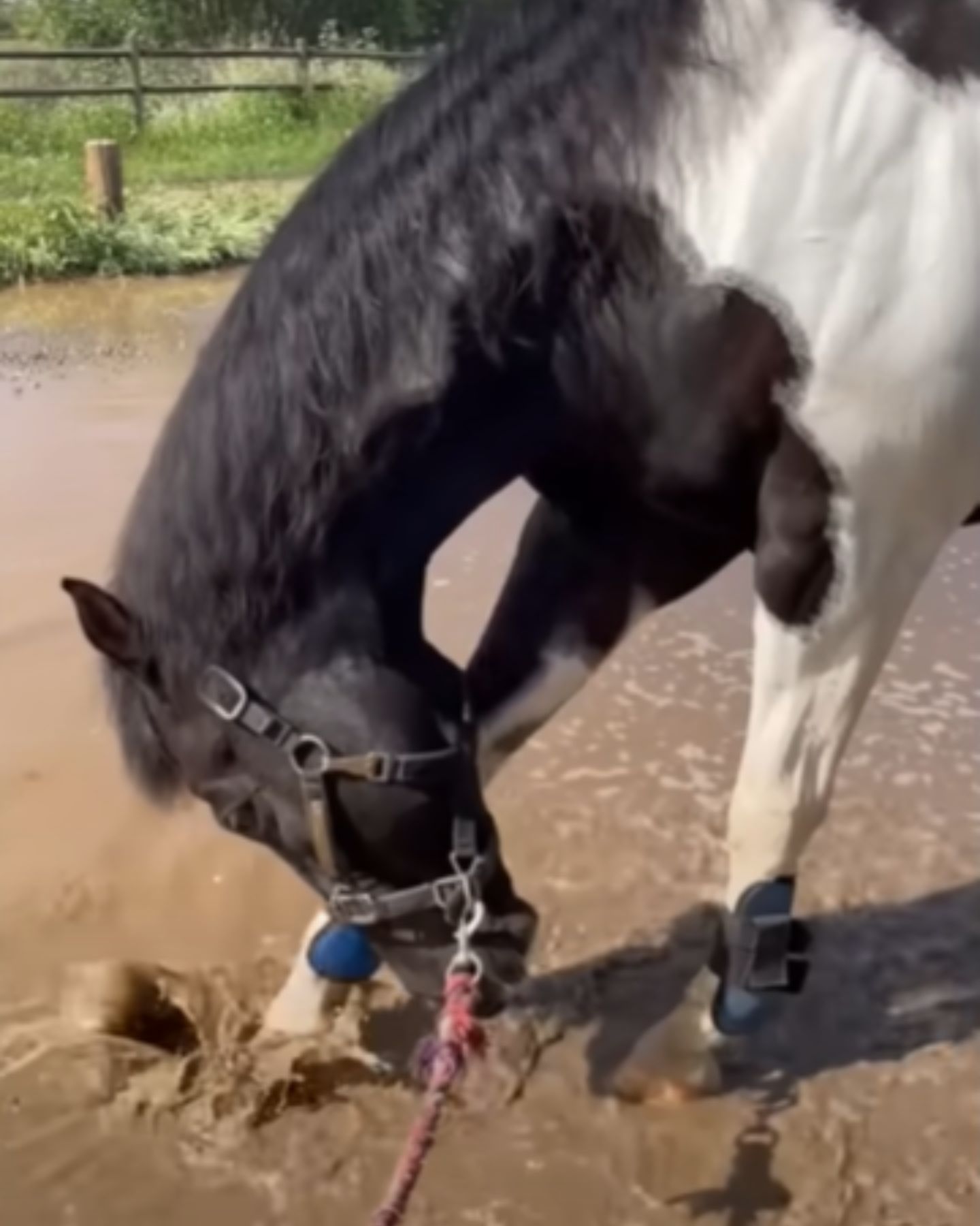 horse walking in water