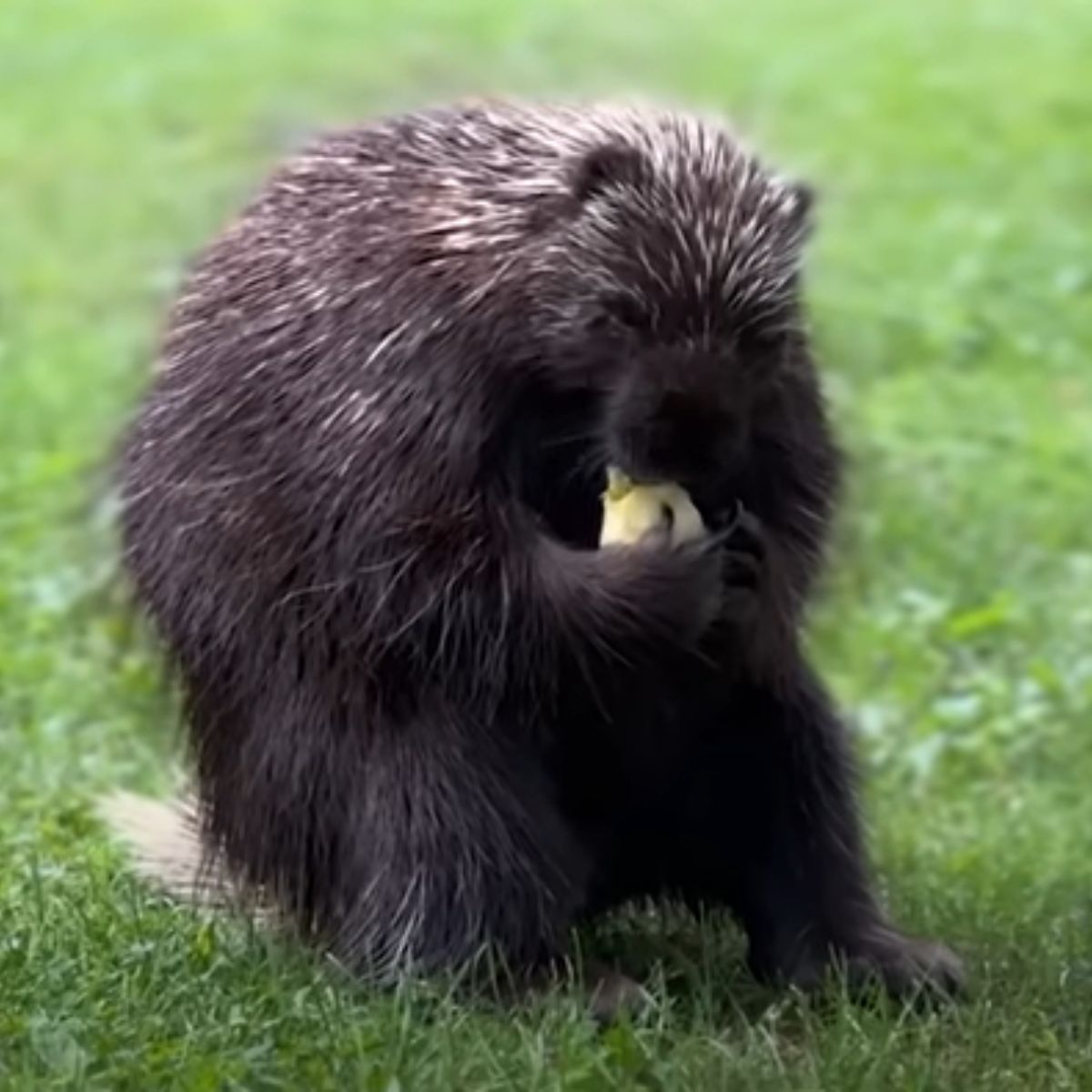 hungry porcupine