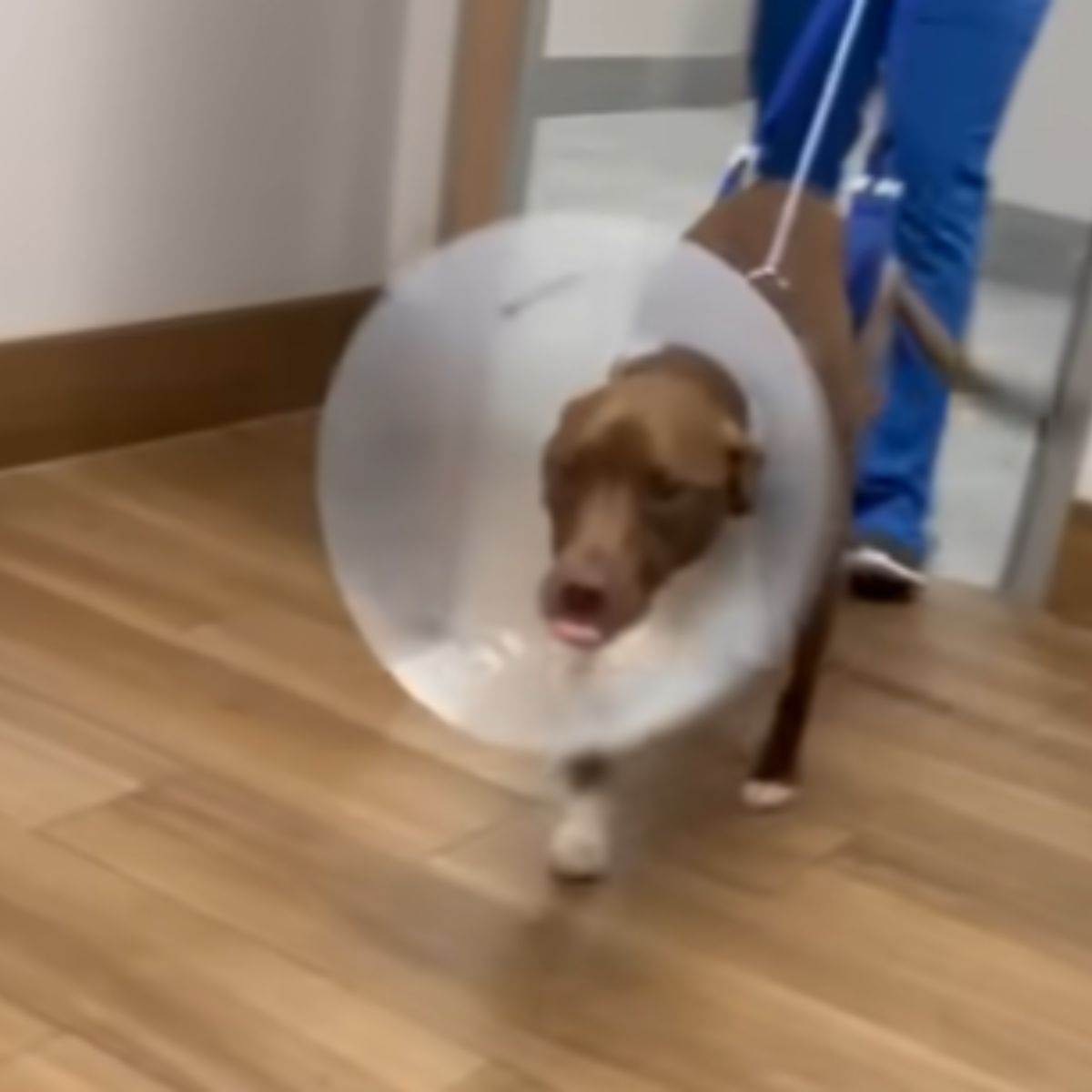 injured dog walking