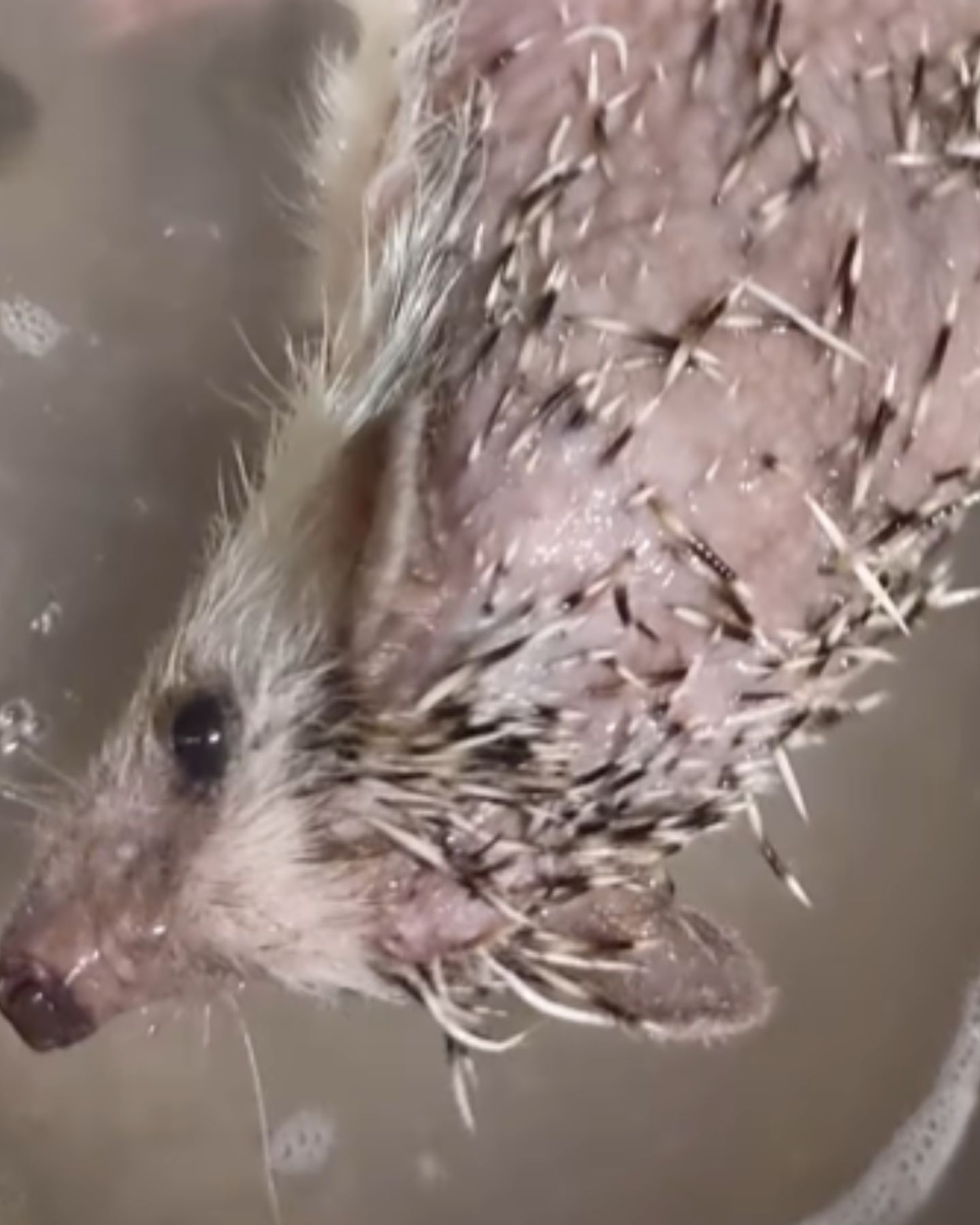 injured hedgehog