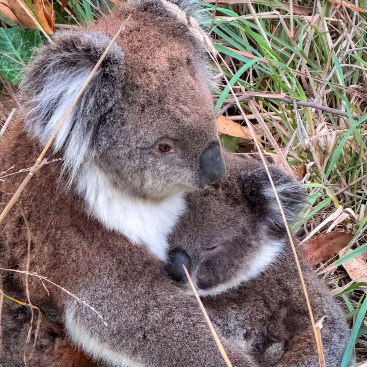 injured mother koala