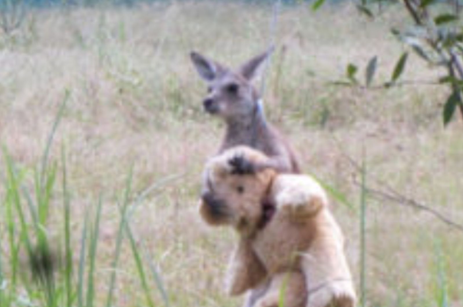 kangaroo and teddy bear