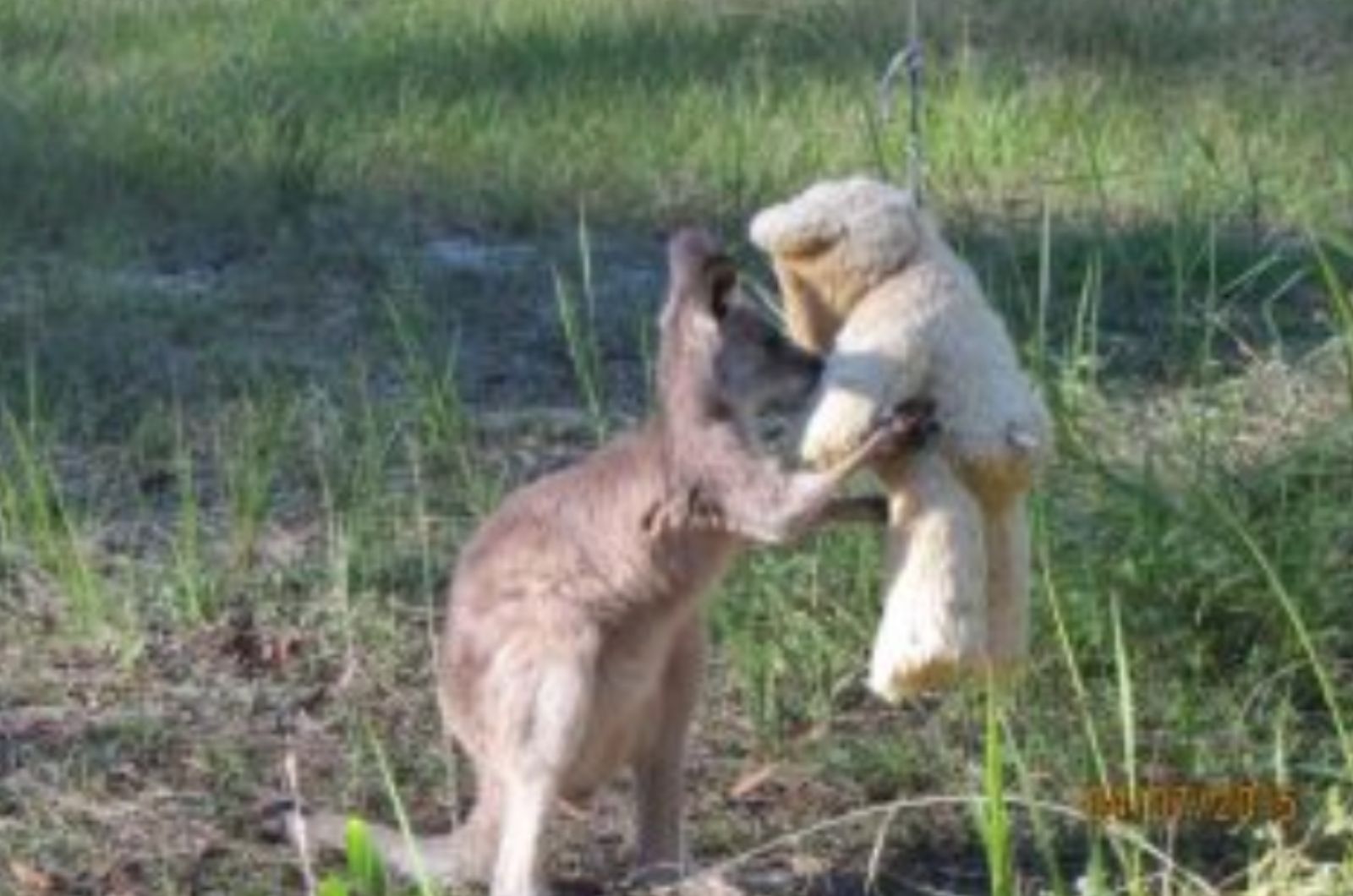 kangaroo holding a teddy bear