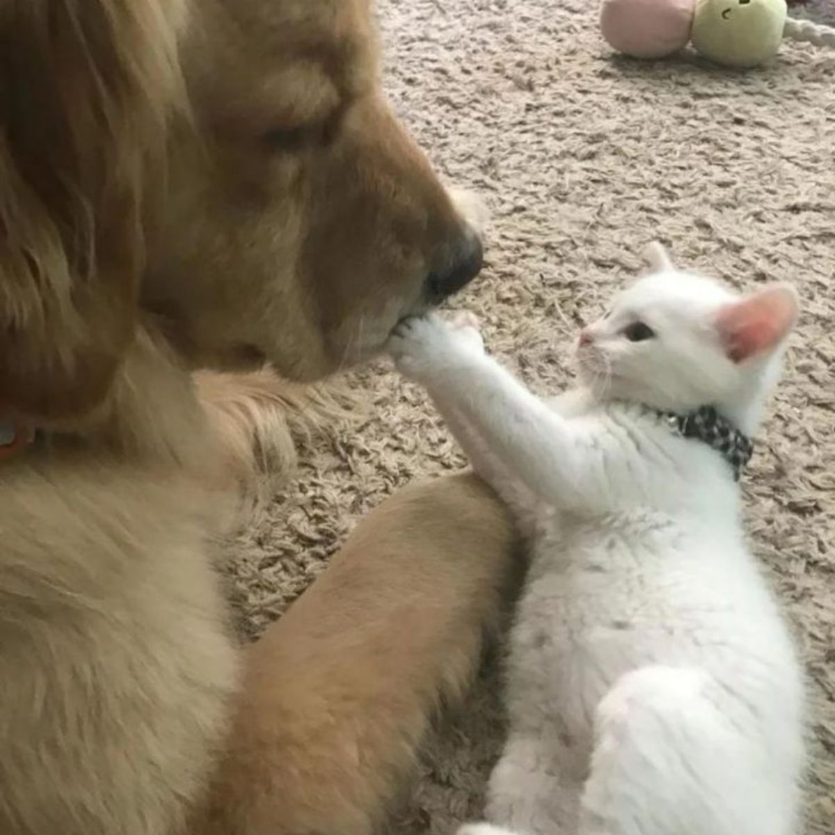 kitten playing with dog