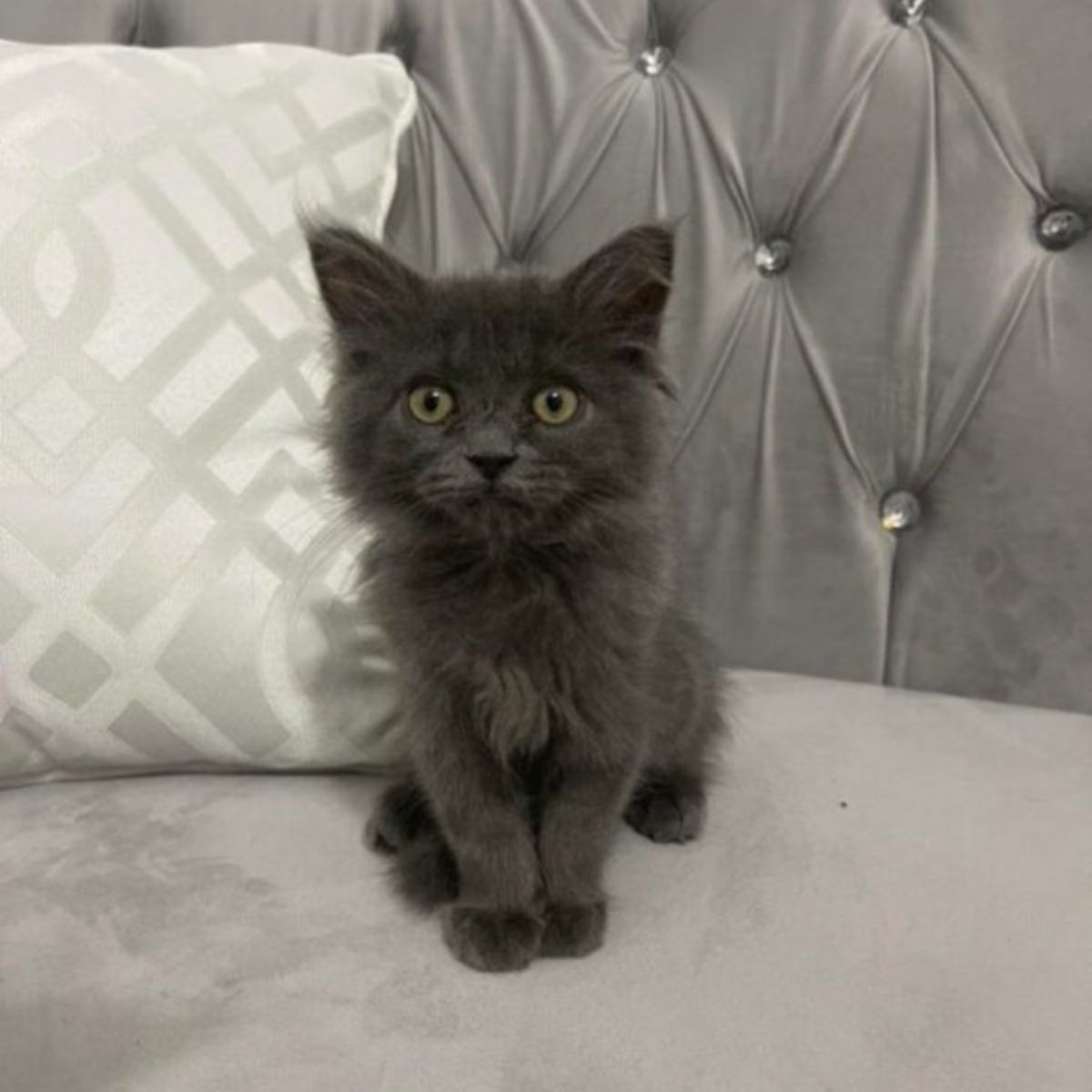 kitten sitting on the bed