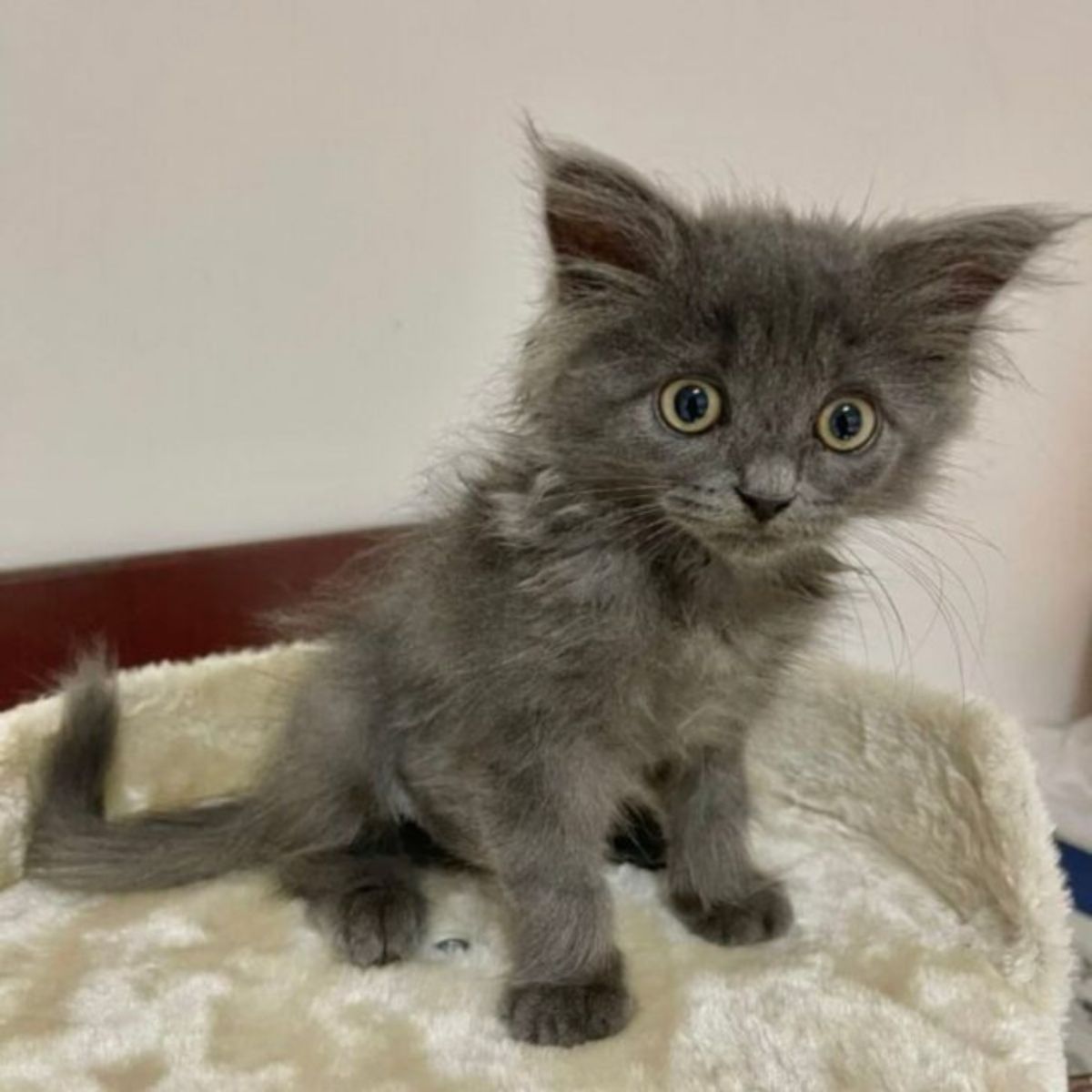 kitten staring at distance