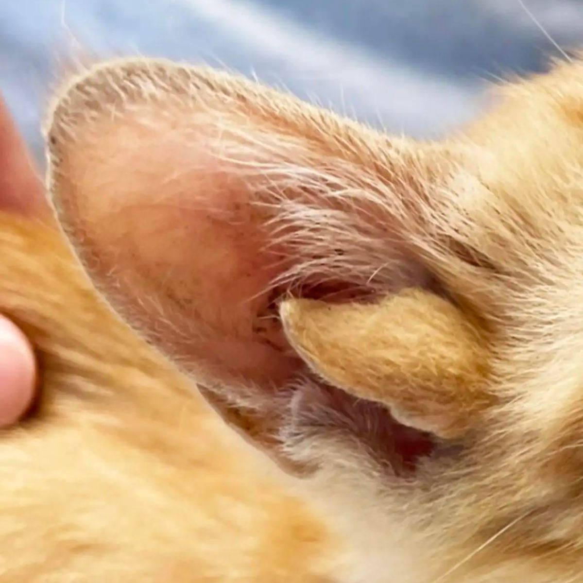 kitten with ear mutation