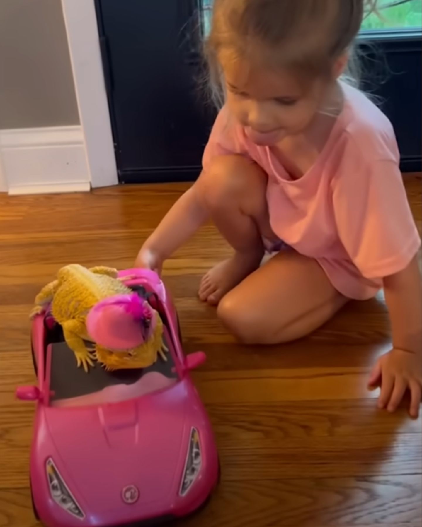 little girl puts bearded dragon in the car