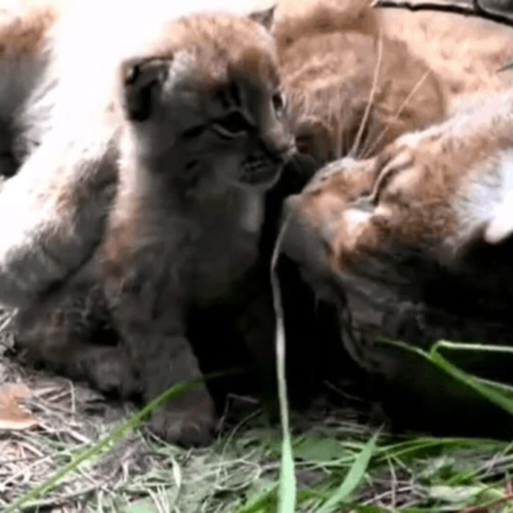 lynx kitten sits next to mom