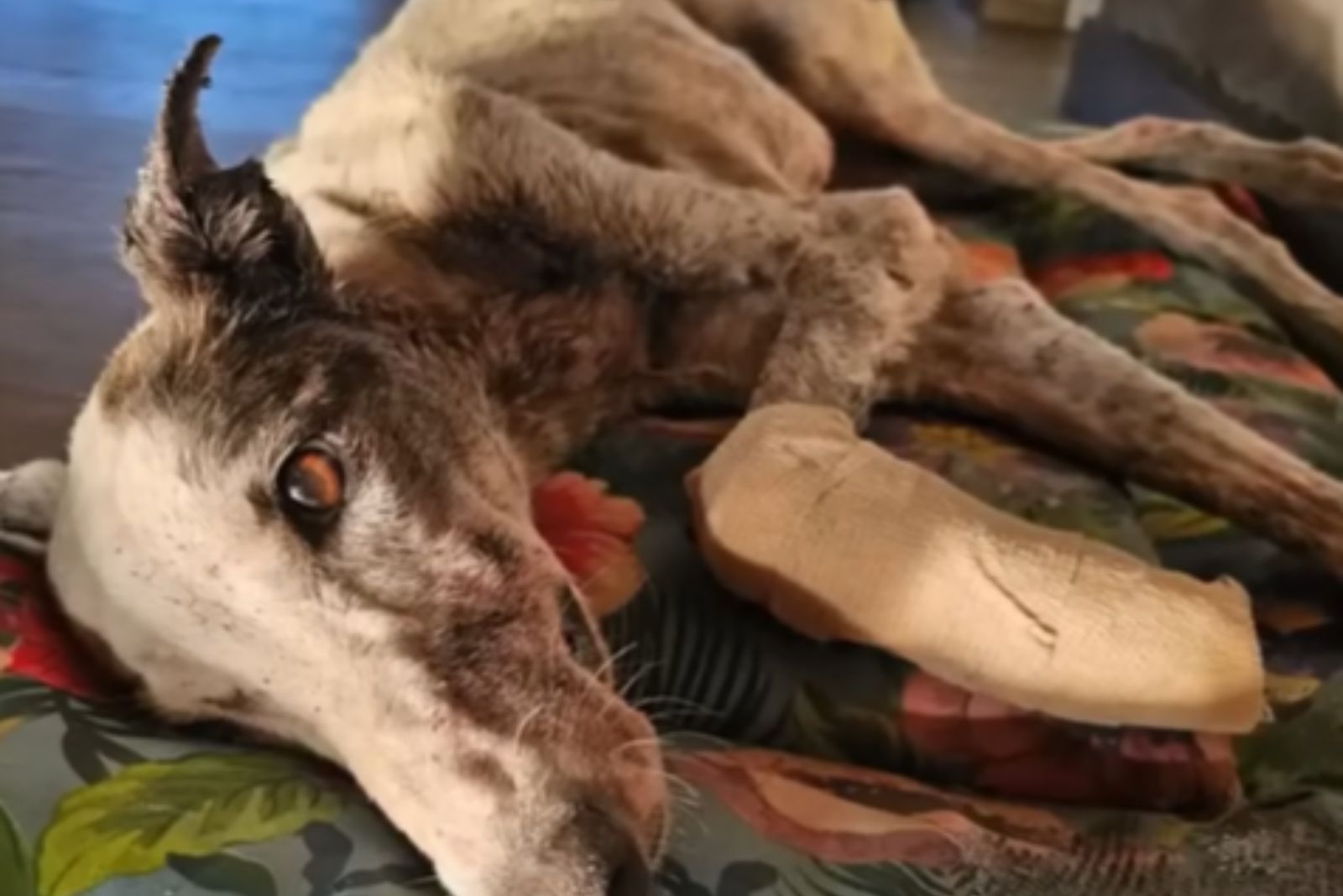 malnourished dog lying