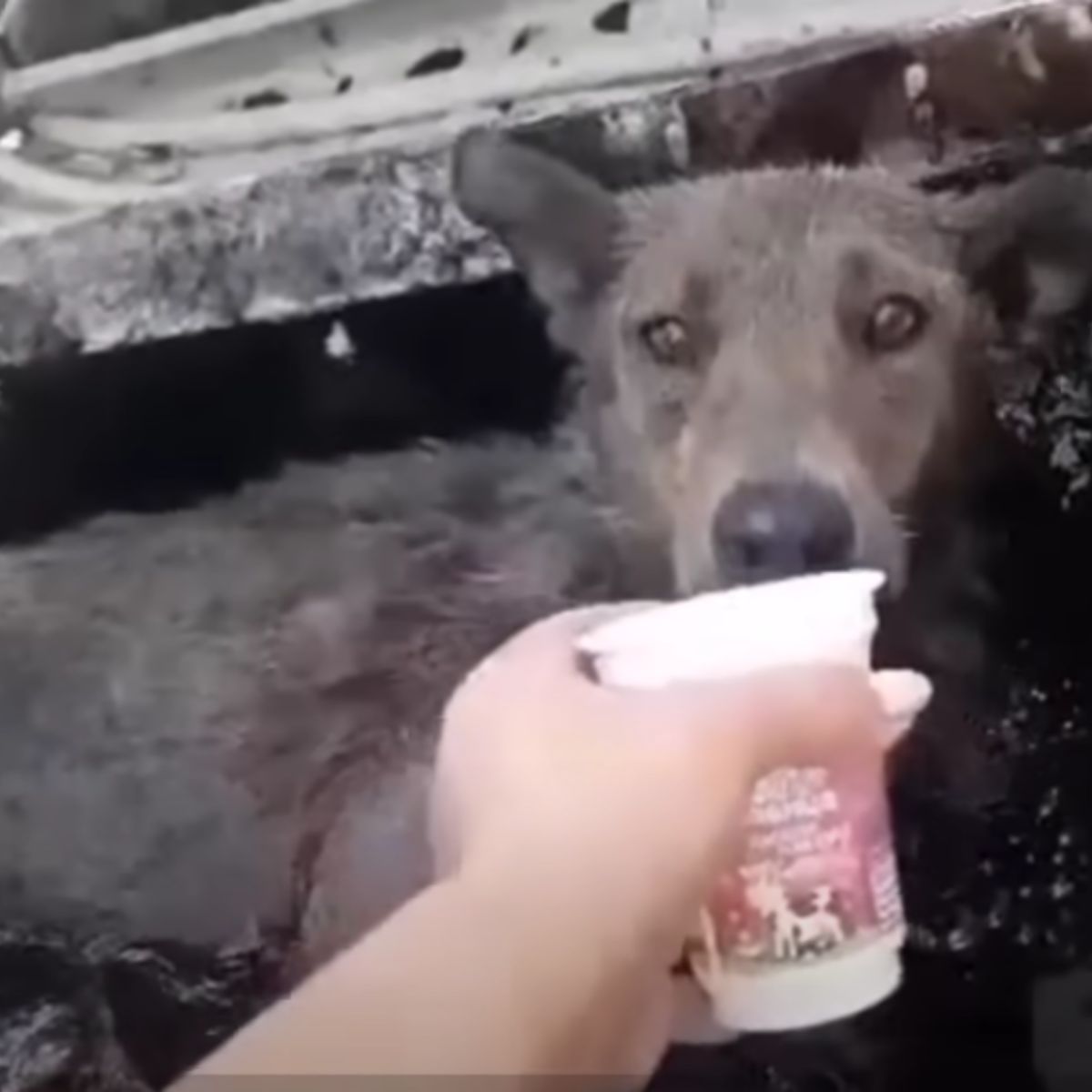 mama dog looking at food can in womans hand