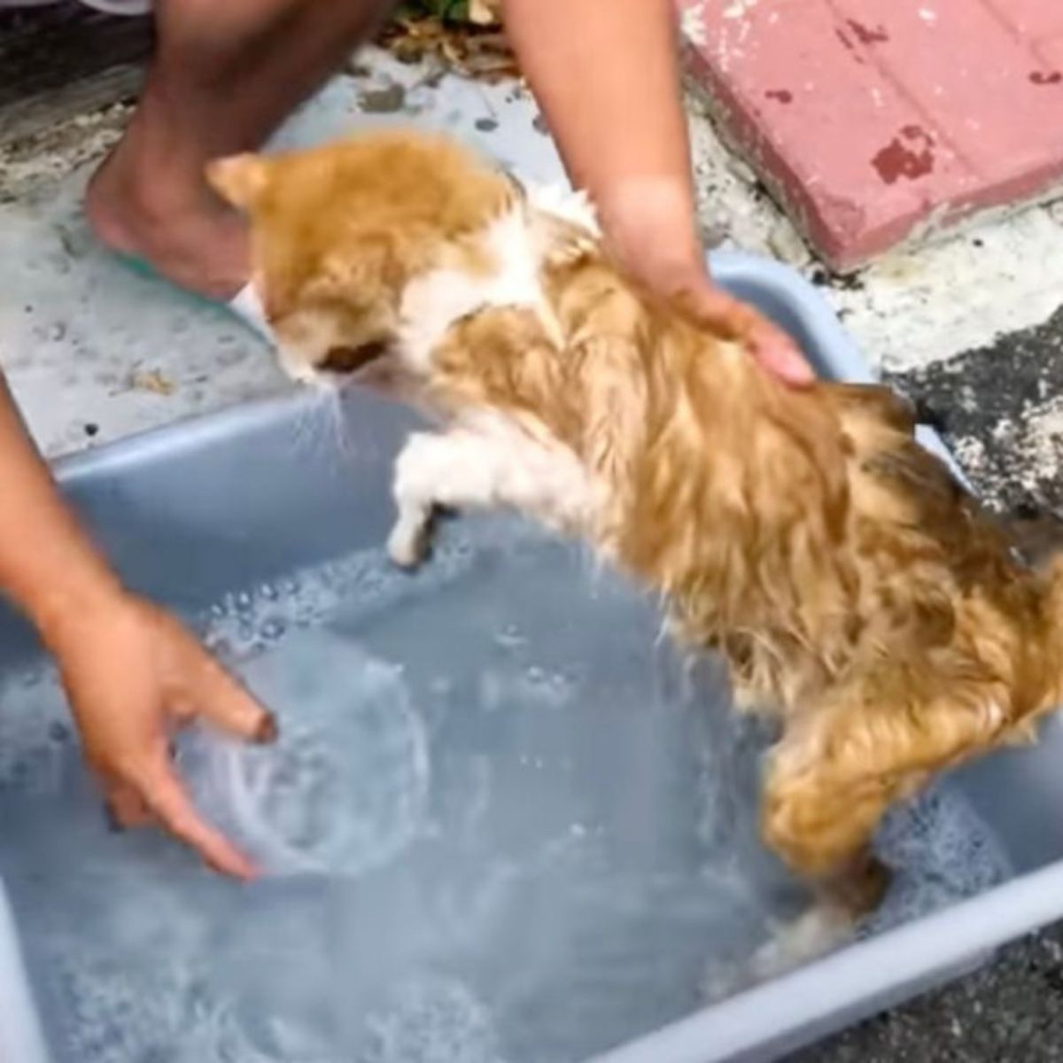 man bathing cat