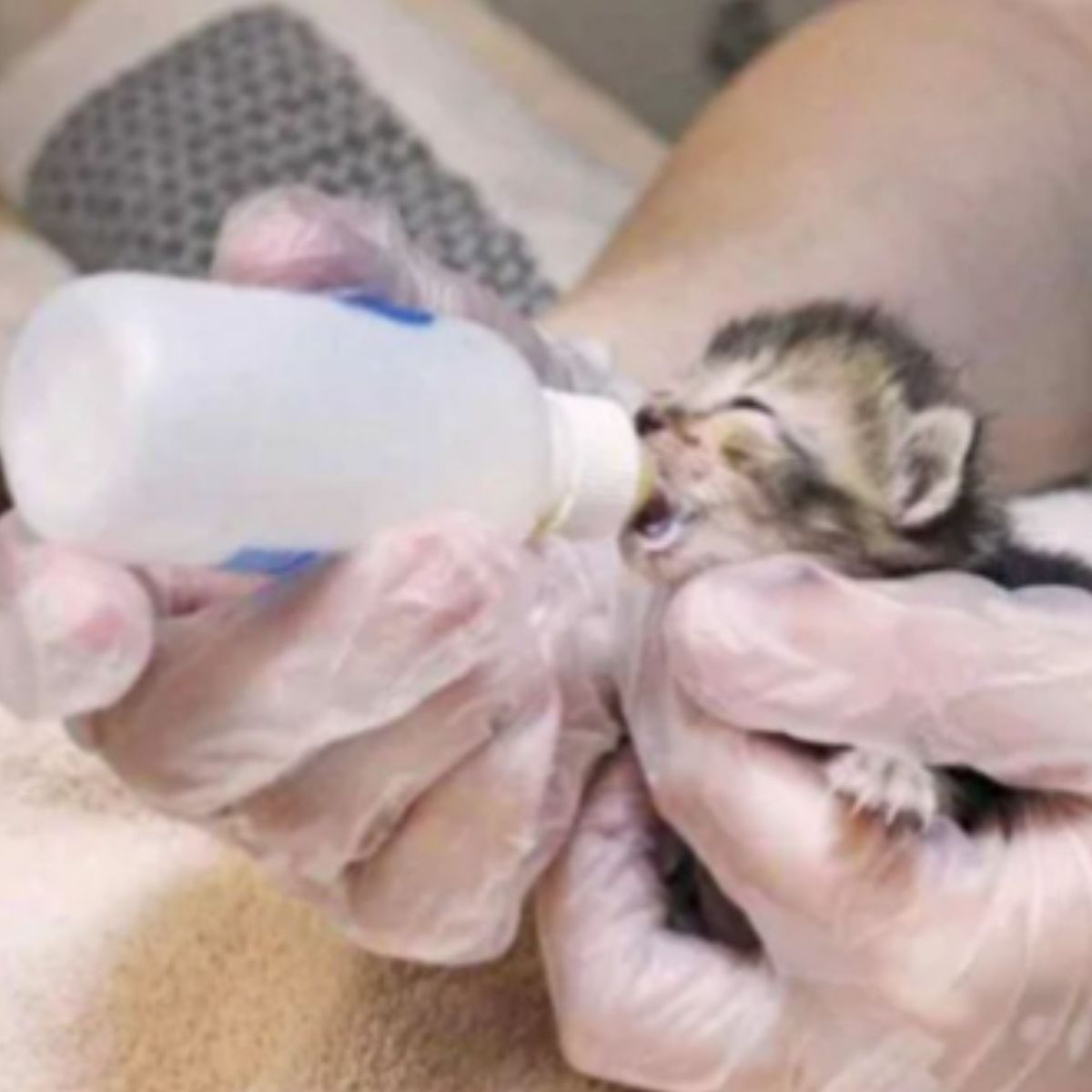 man feeding tiny kitten