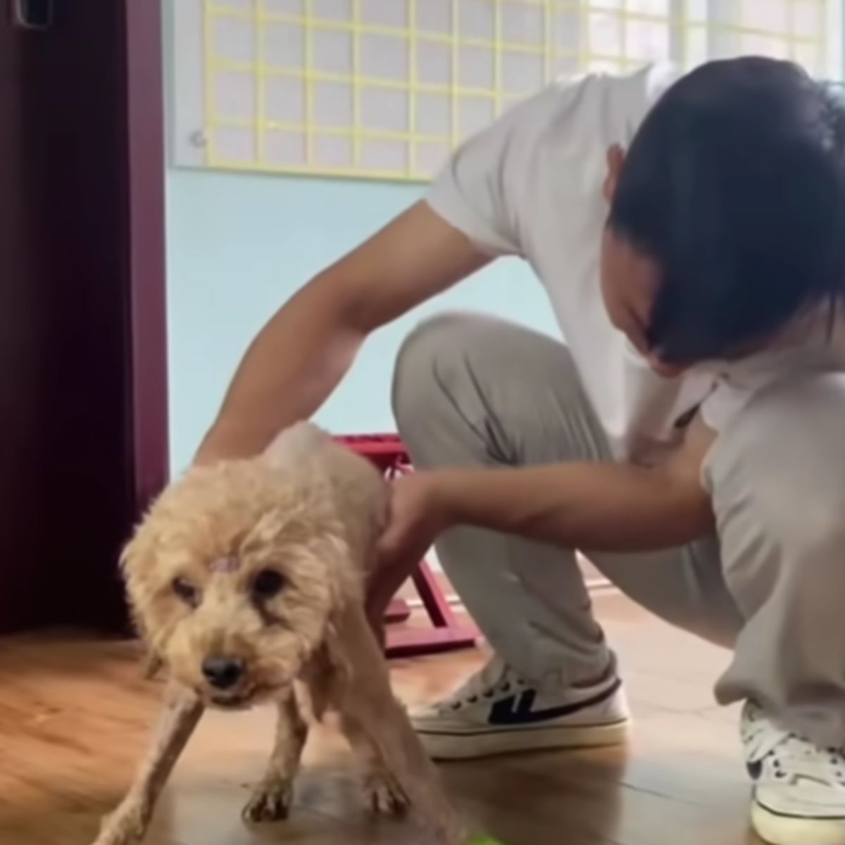 man helping dog to walk