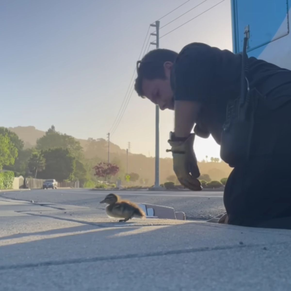 man helping the ducklings