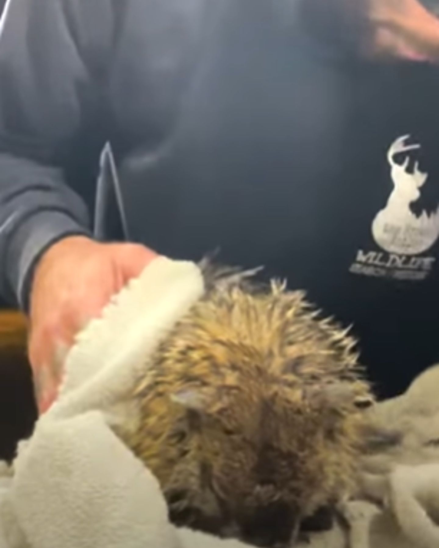 man helping the groundhog