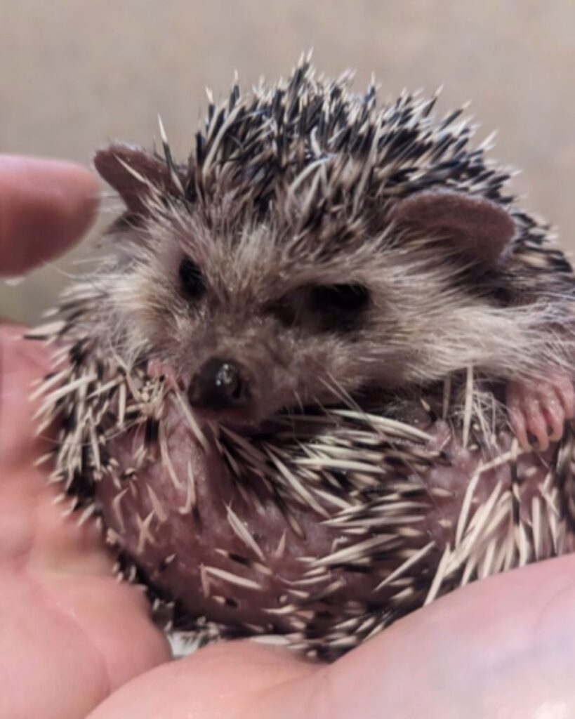 Rescue Hedgehog’s Journey To Recovery Is Filled With Love After He Lost ...