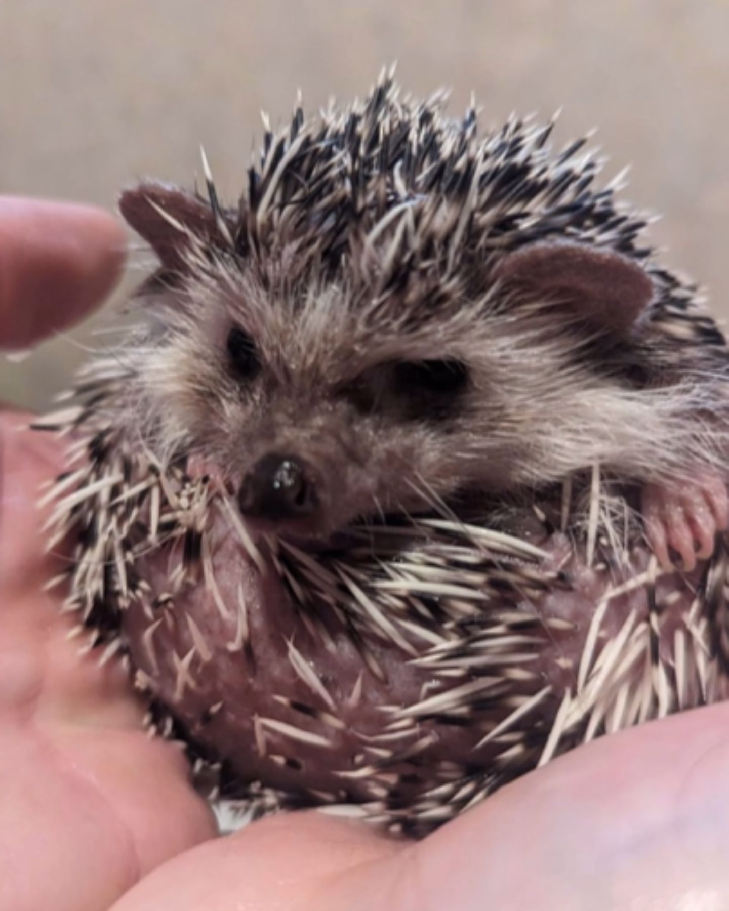 man holding a hedgehog