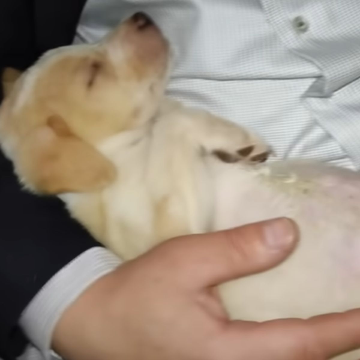 man holding a shaking puppy