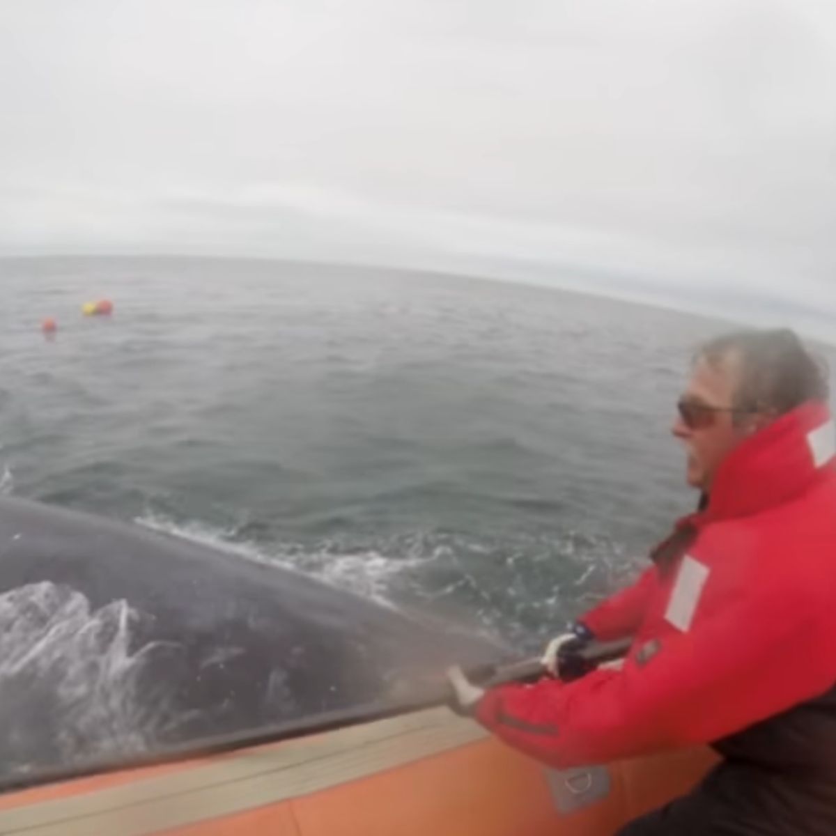 man looking at whale