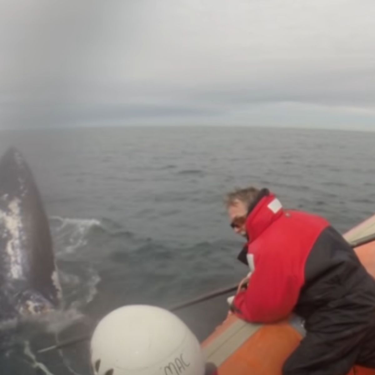 man on the boat while whale in trap