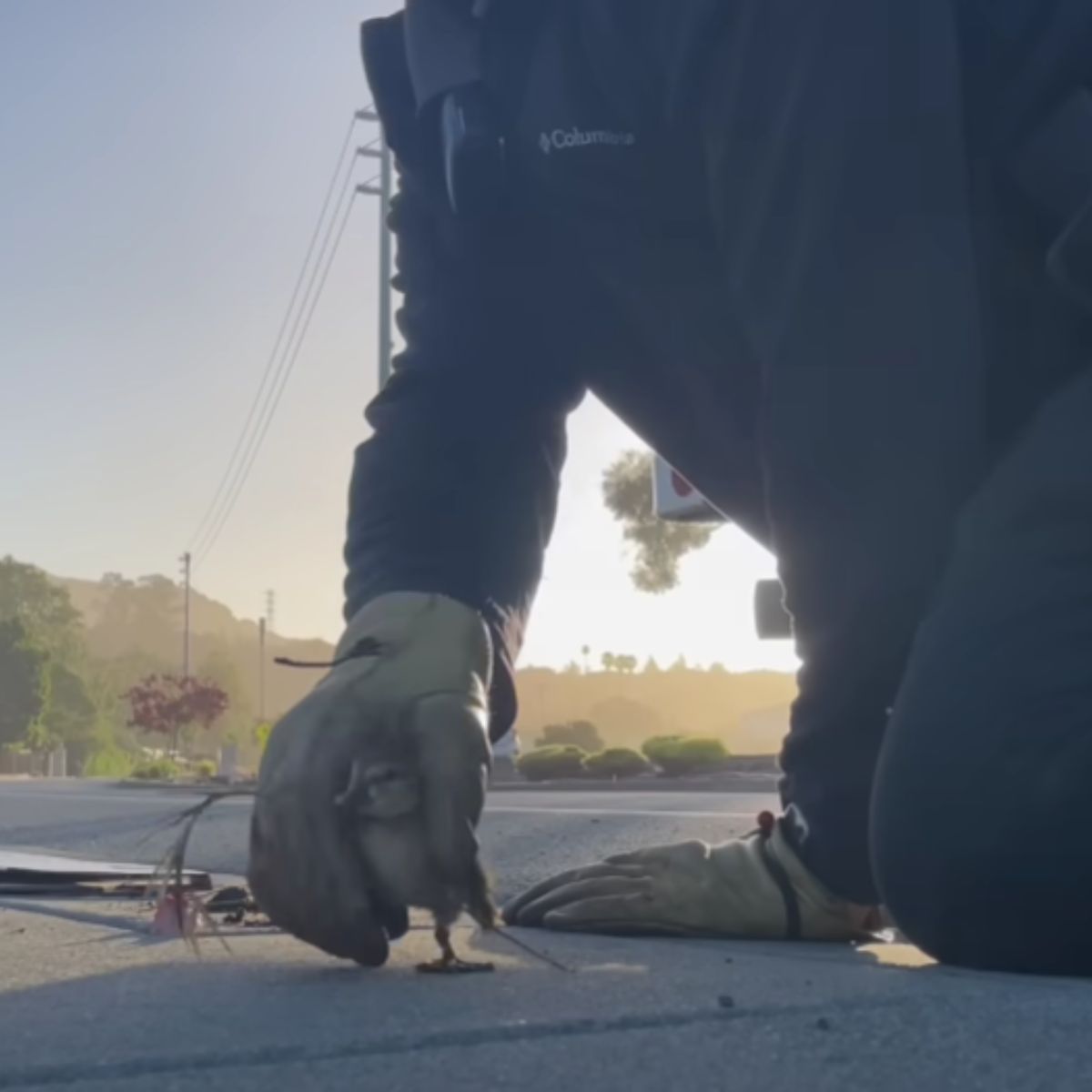 man rescuing ducklings