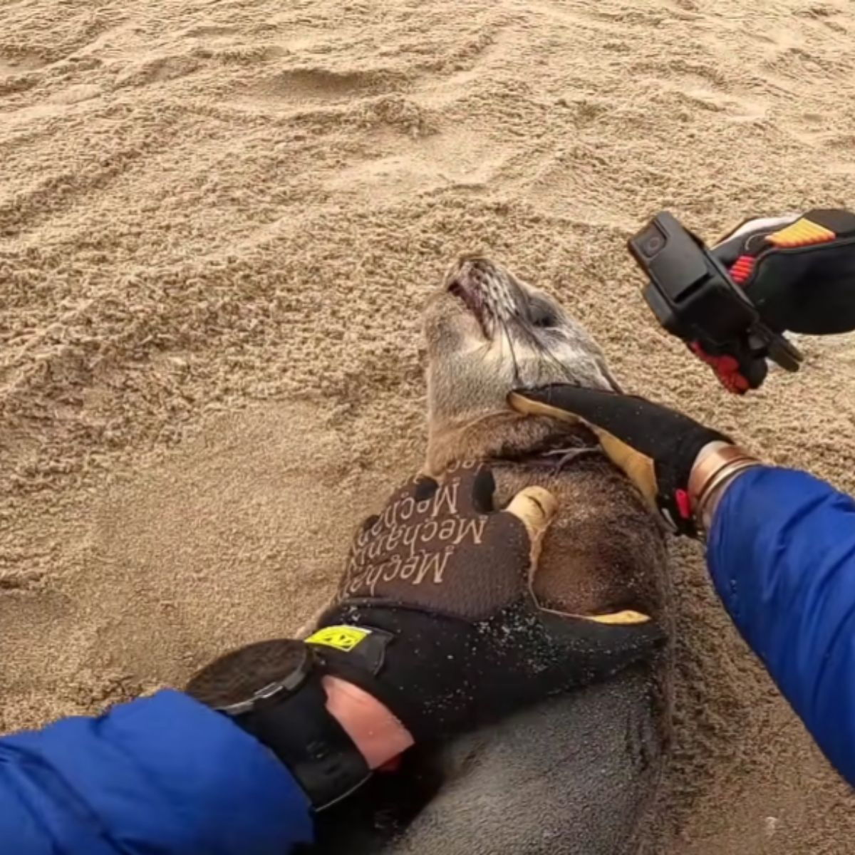 man rescuing seal