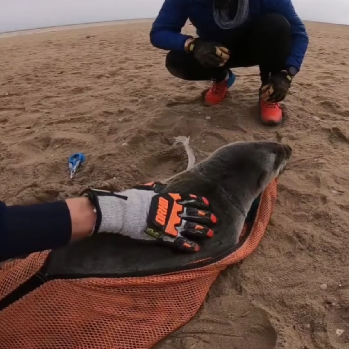 man touching seal