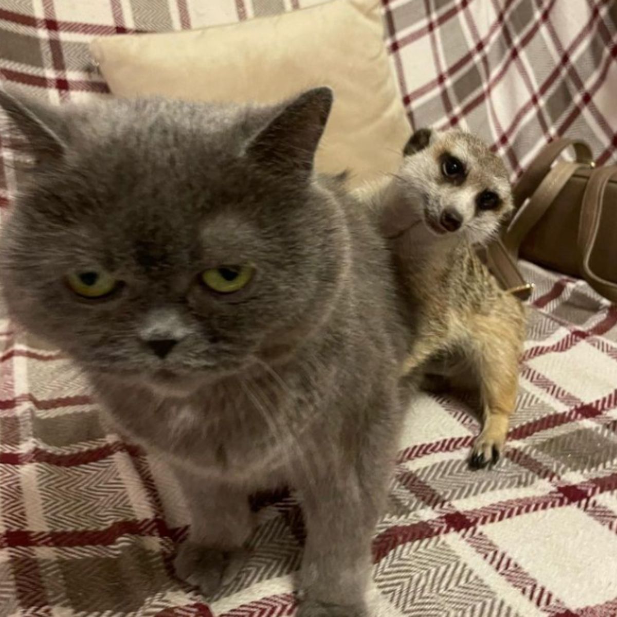 meerkat and cat on the couch