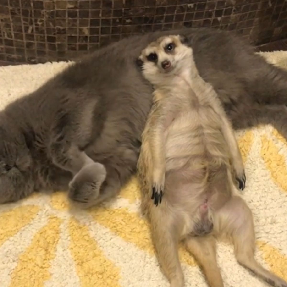 meerkat relaxing on cat's belly