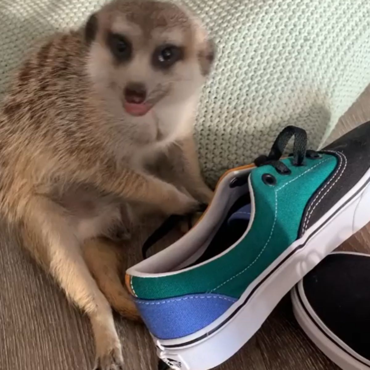 meerkat with shoe