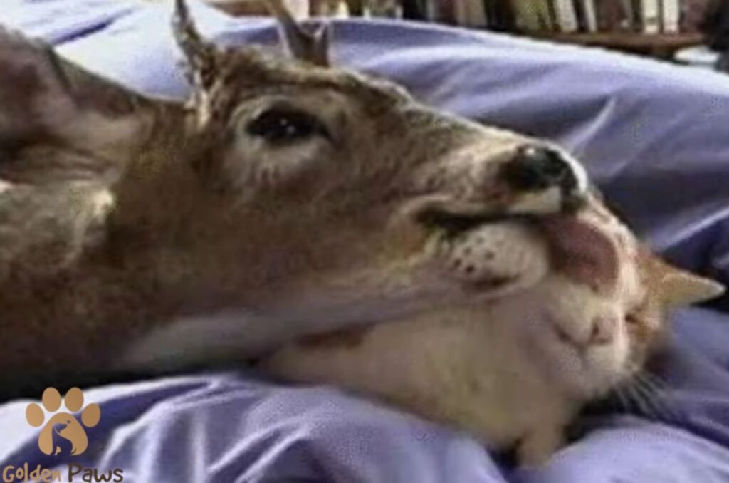 mom deer licks cat