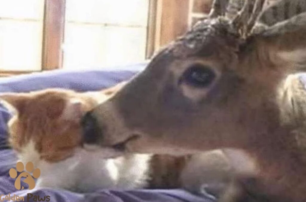 mom deer sniffs the cat