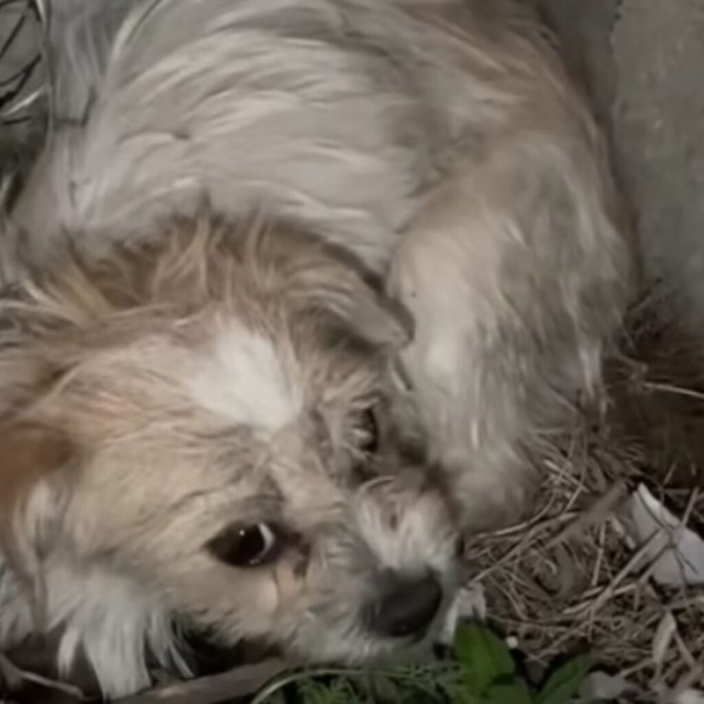 mom dog lies curled up